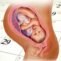 Календарь беременности фото