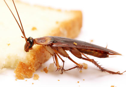 Чего боятся тараканы. Как избавиться от тараканов: аэрозоли, борная кислота, ловушки и народные средства